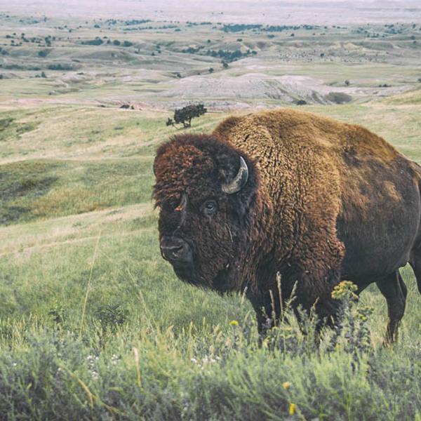 Buffalo