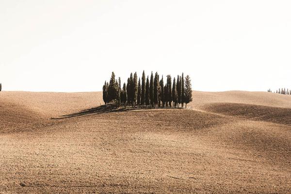 Tree Family