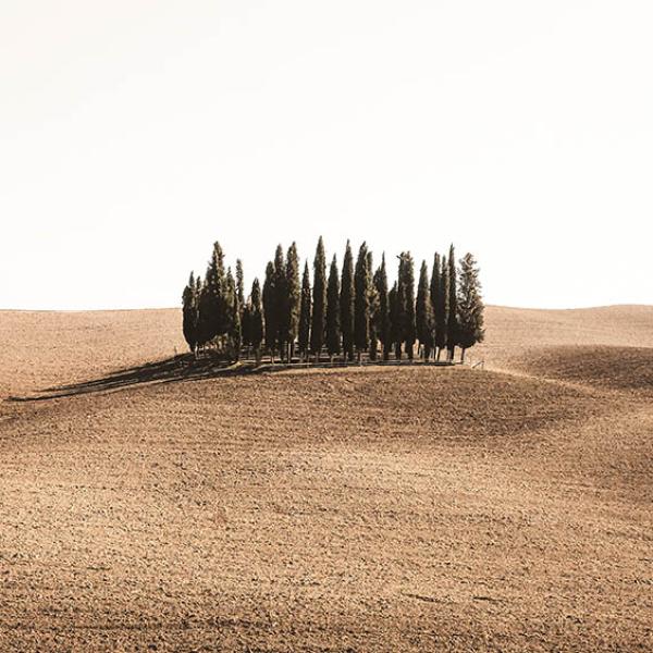 Tree Family